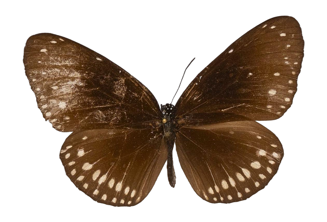 Euploea core amymone — NYMPHALIDAE/Daninae/_TDR5497.jpg