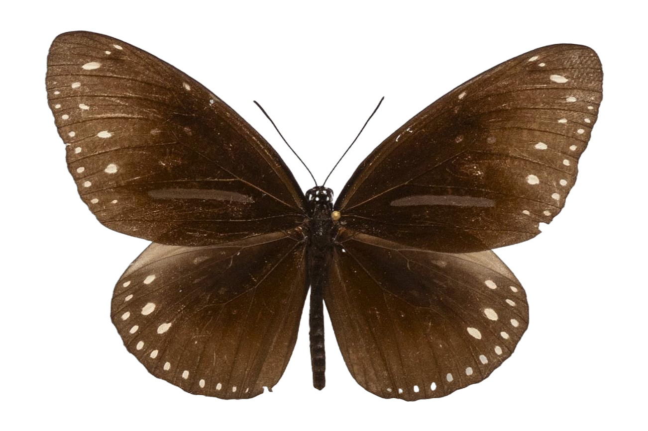 Euploea swainsoni butra — NYMPHALIDAE/Daninae/_TDR5497.jpg
