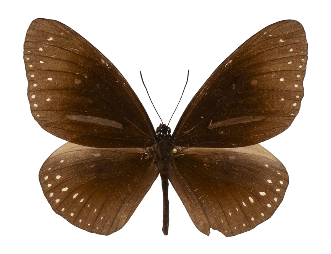 Euploea swainsoni butra — NYMPHALIDAE/Daninae/_TDR5497.jpg