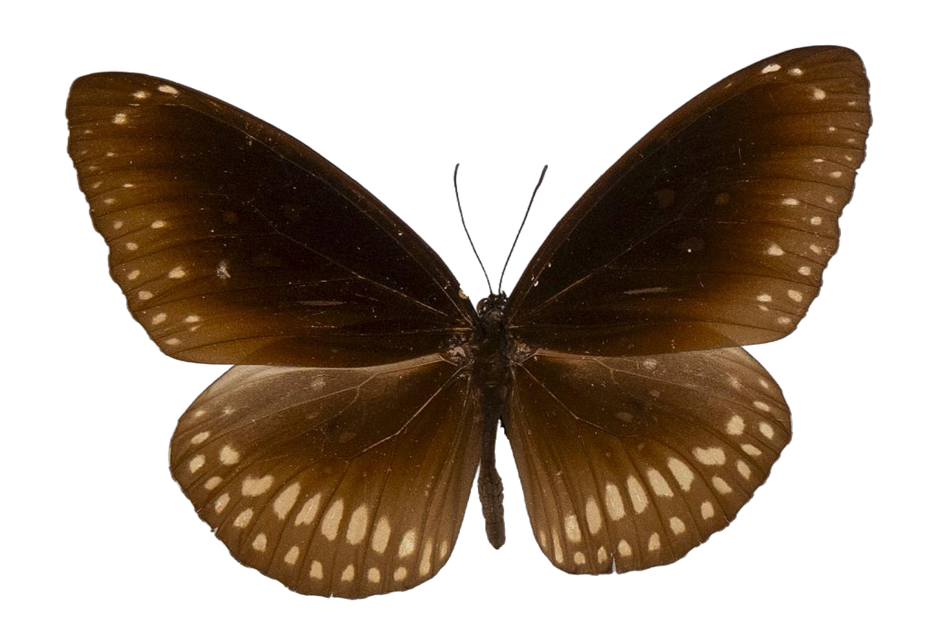 Euploea core asela — NYMPHALIDAE/Daninae/_TDR5497.jpg
