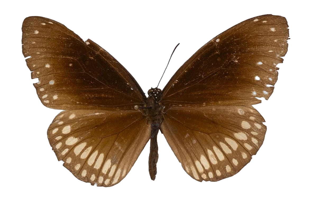 Euploea core asela — NYMPHALIDAE/Daninae/_TDR5497.jpg