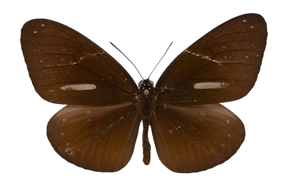 Euploea core illudens — NYMPHALIDAE/Daninae/_TDR5497.jpg