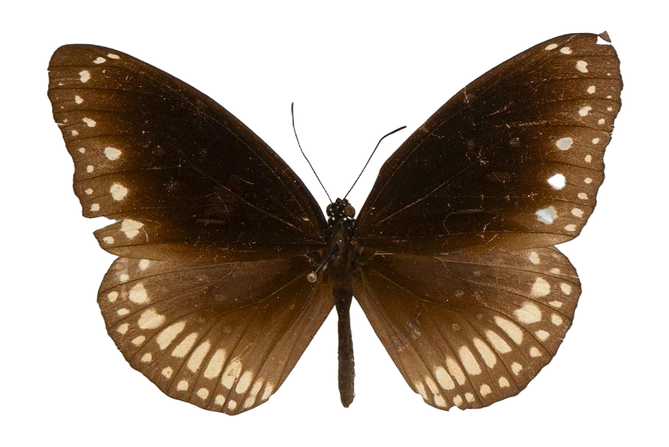 Euploea core vermiculata — NYMPHALIDAE/Daninae/_TDR5497.jpg