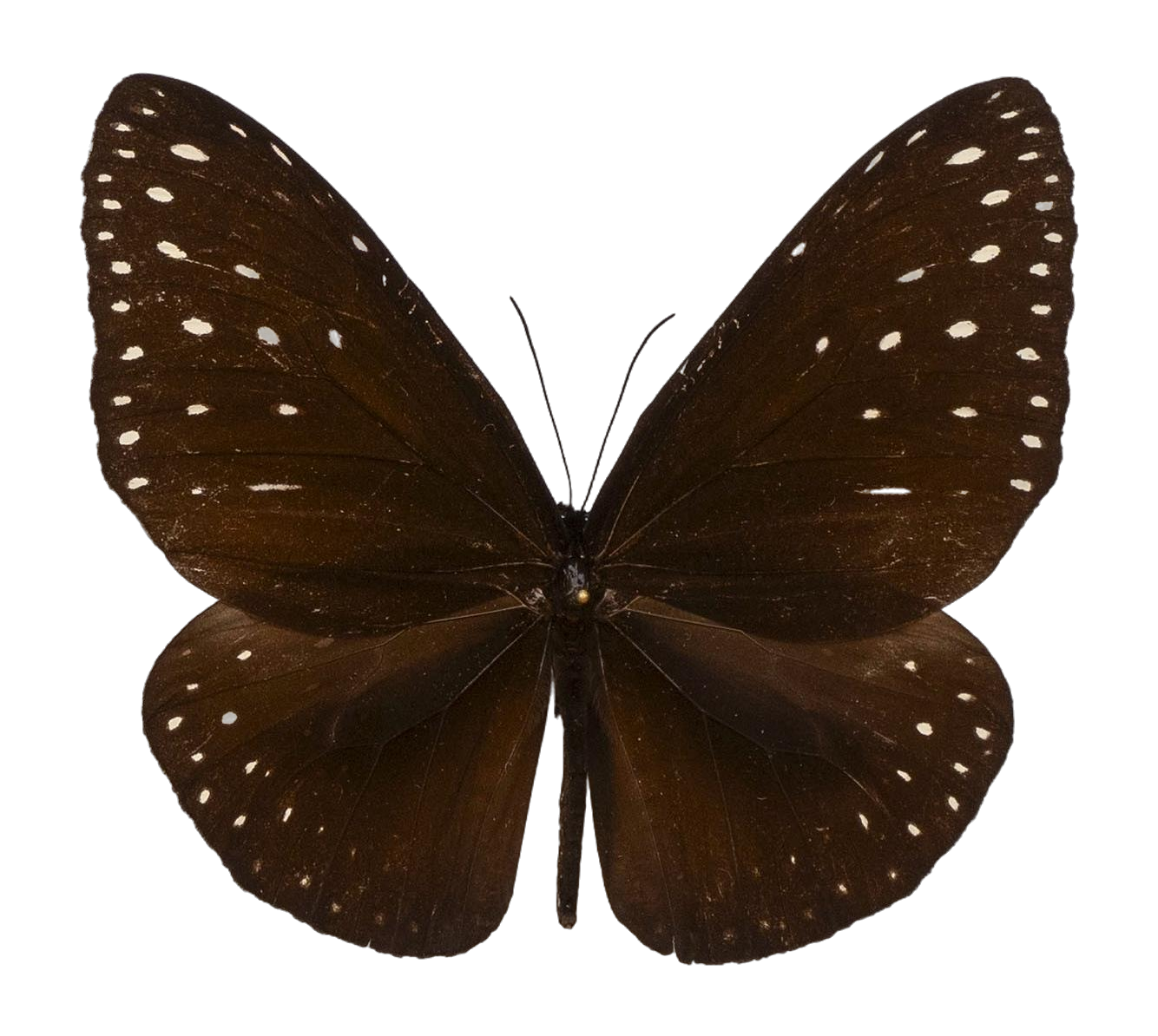 Euploea camaralzeman malayica — NYMPHALIDAE/Daninae/_TDR5498.jpg