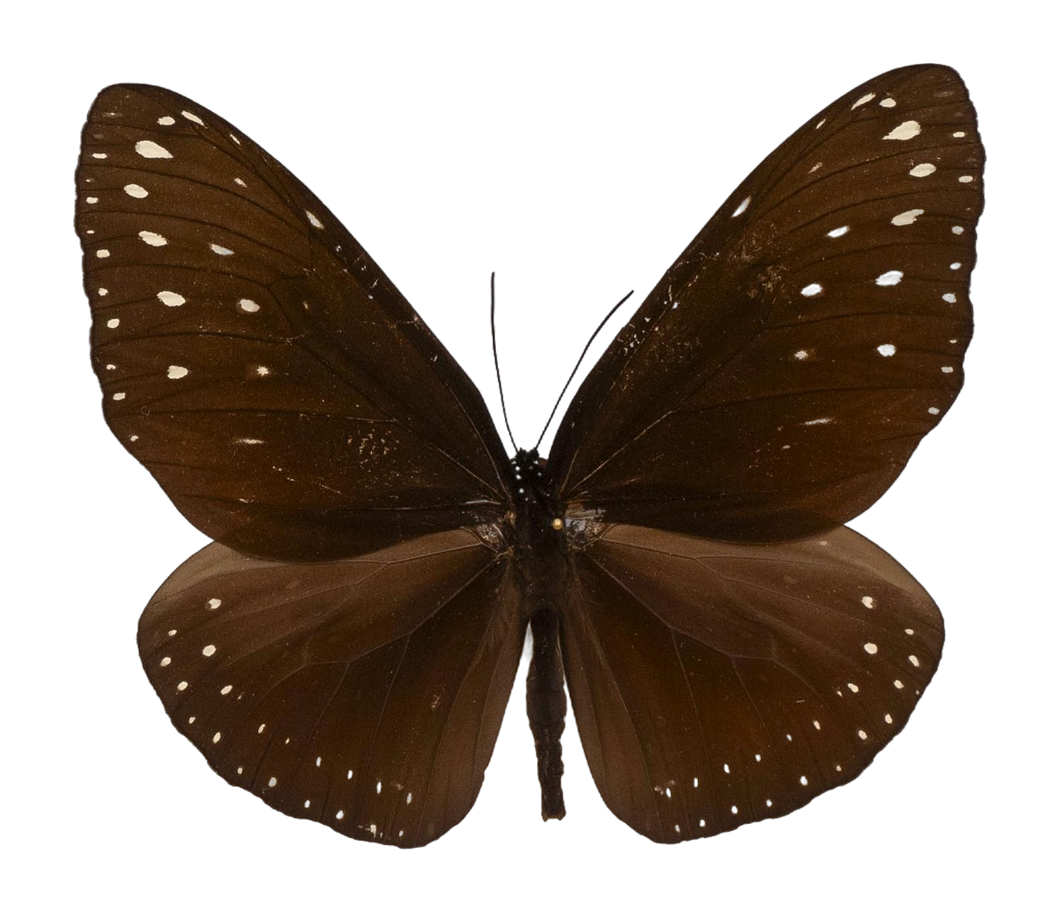 Euploea camaralzeman malayica — NYMPHALIDAE/Daninae/_TDR5498.jpg