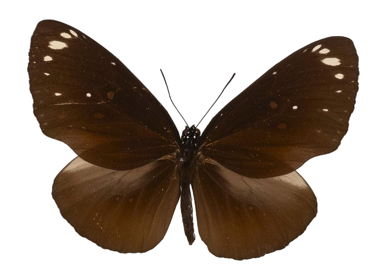 Euploea crameri crameri — NYMPHALIDAE/Daninae/_TDR5498.jpg