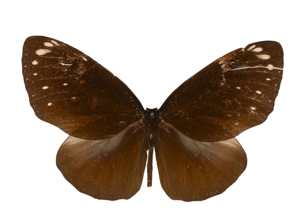 Euploea crameri crameri — NYMPHALIDAE/Daninae/_TDR5498.jpg