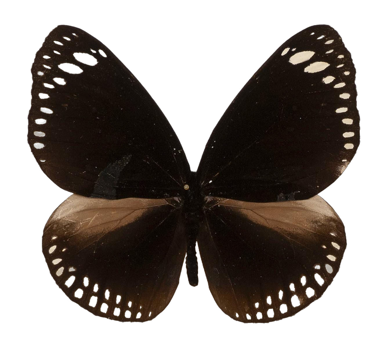 Euploea crameri heylaertsi — NYMPHALIDAE/Daninae/_TDR5498.jpg