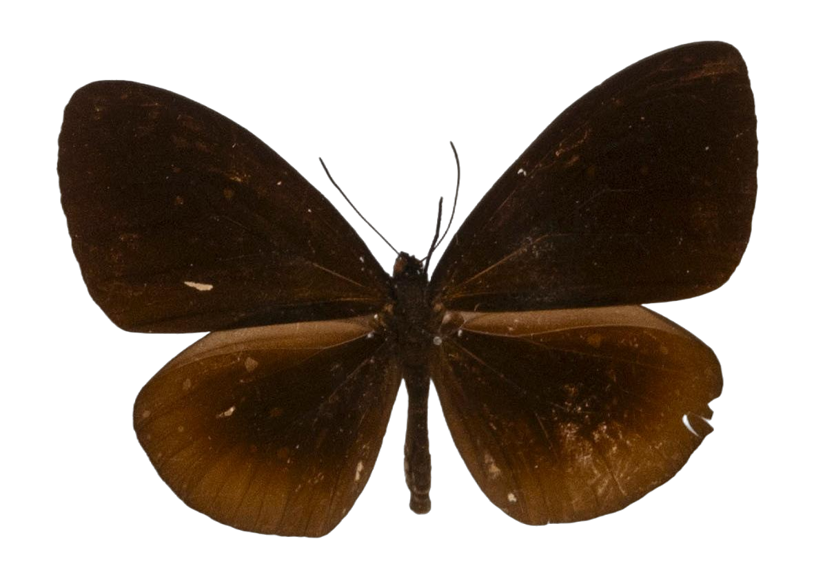 Euploea doretta — NYMPHALIDAE/Daninae/_TDR5498.jpg