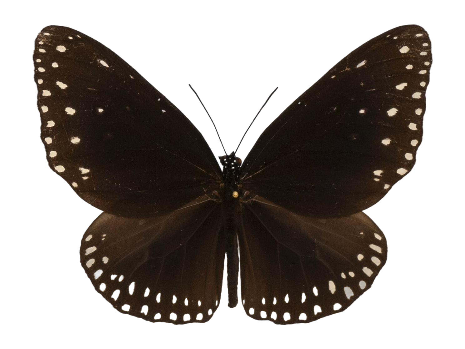 Euploea camaralzeman claudina — NYMPHALIDAE/Daninae/_TDR5498.jpg