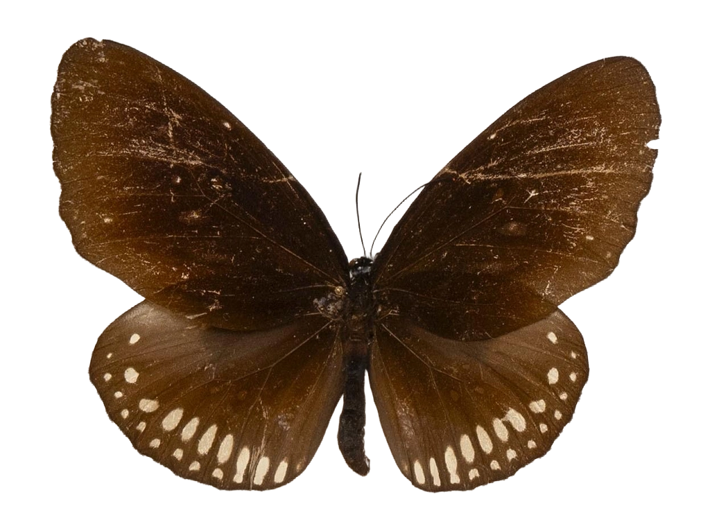 Euploea modesta modesta — NYMPHALIDAE/Daninae/_TDR5498.jpg