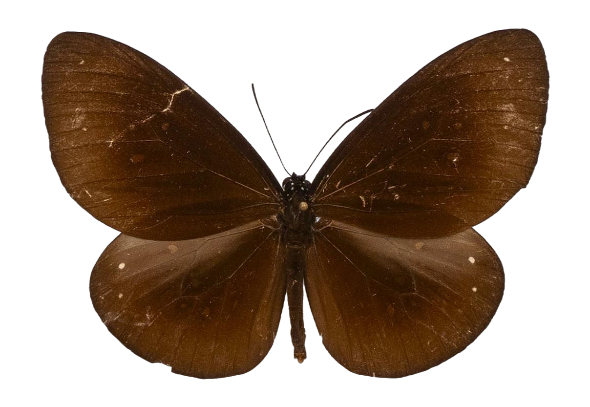 Euploea eboraci — NYMPHALIDAE/Daninae/_TDR5499.jpg