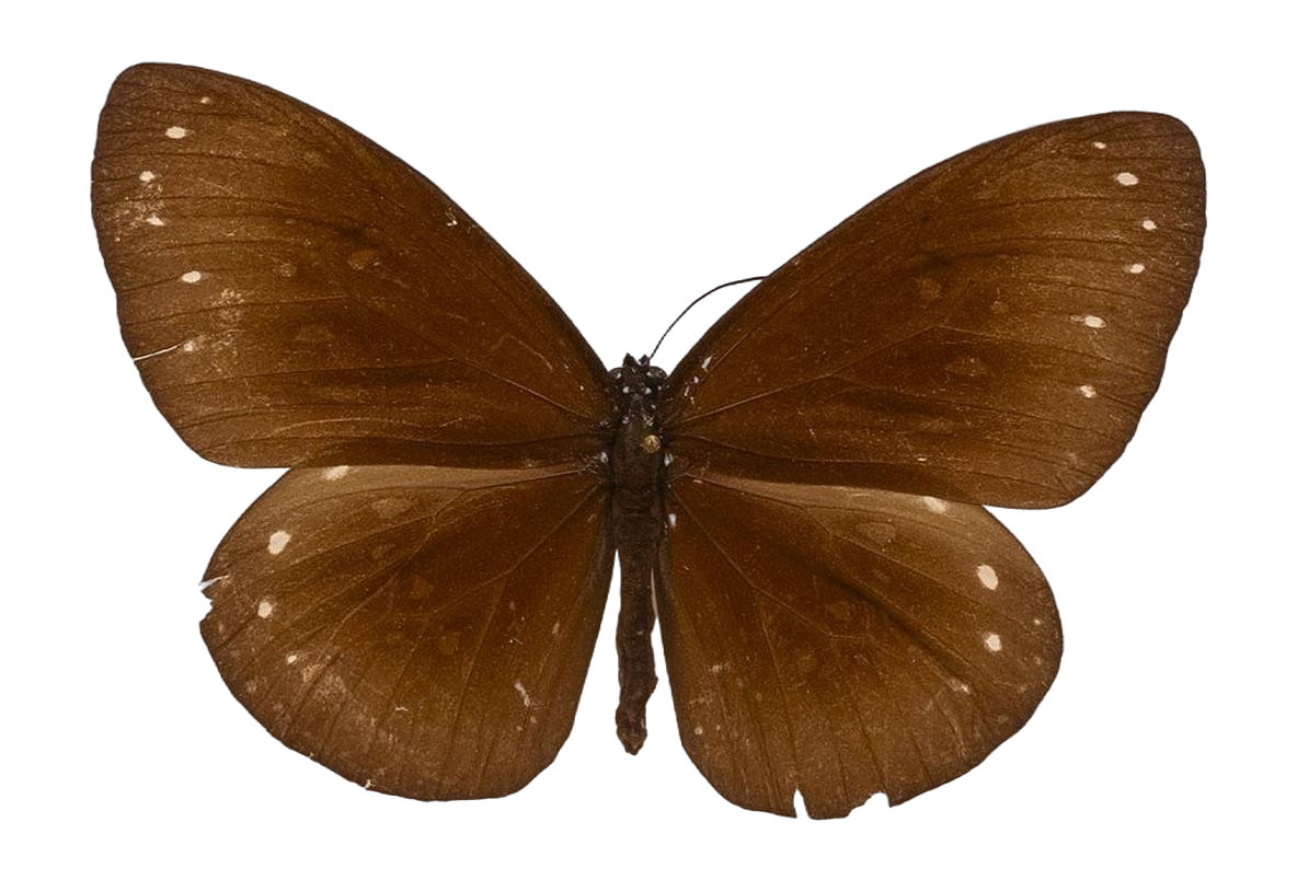 Euploea eboraci — NYMPHALIDAE/Daninae/_TDR5499.jpg