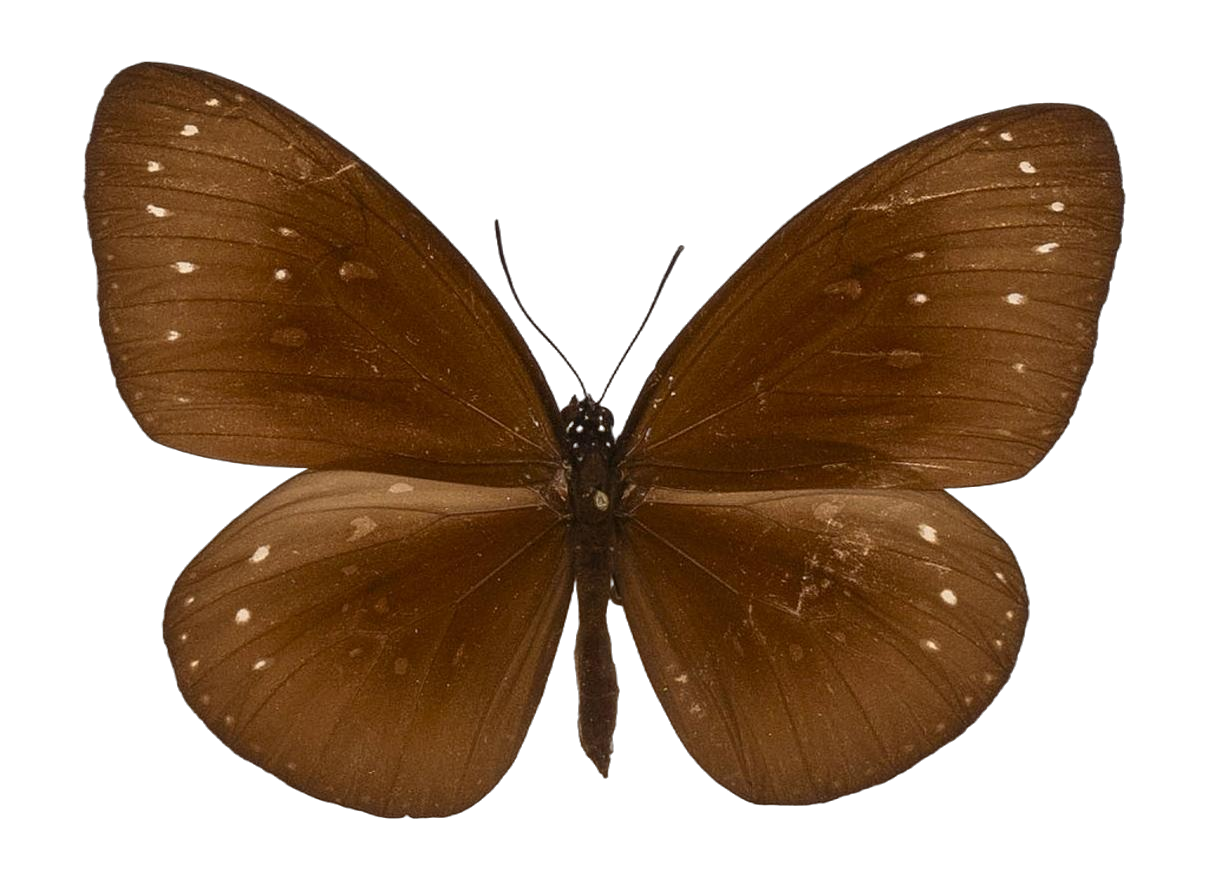 Euploea eboraci — NYMPHALIDAE/Daninae/_TDR5499.jpg