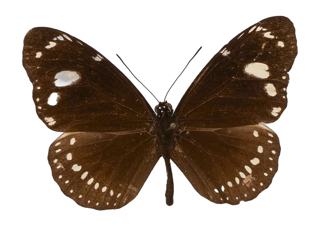 Euploea lewinii lilybaea — NYMPHALIDAE/Daninae/_TDR5499.jpg