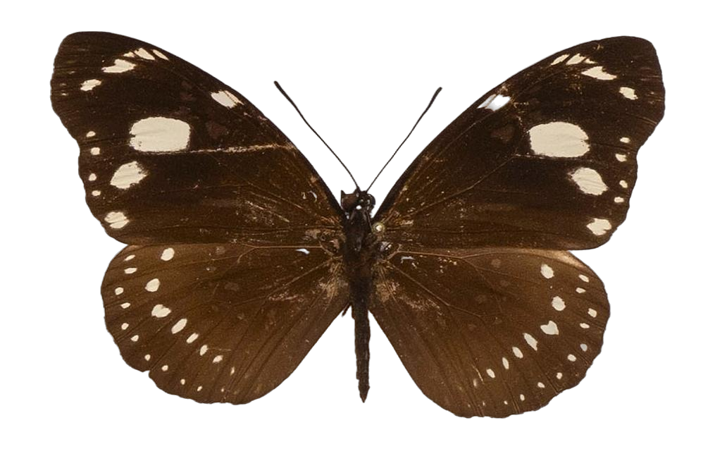 Euploea lewinii lilybaea — NYMPHALIDAE/Daninae/_TDR5499.jpg