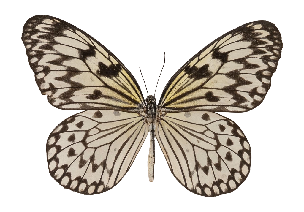 Idea leuconoe leuconoe — NYMPHALIDAE/Daninae/_TDR5500.jpg