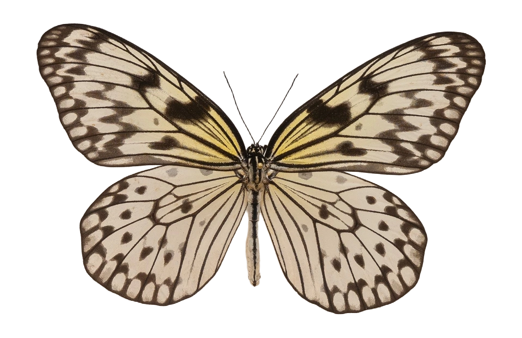 Idea leuconoe leuconoe — NYMPHALIDAE/Daninae/_TDR5500.jpg