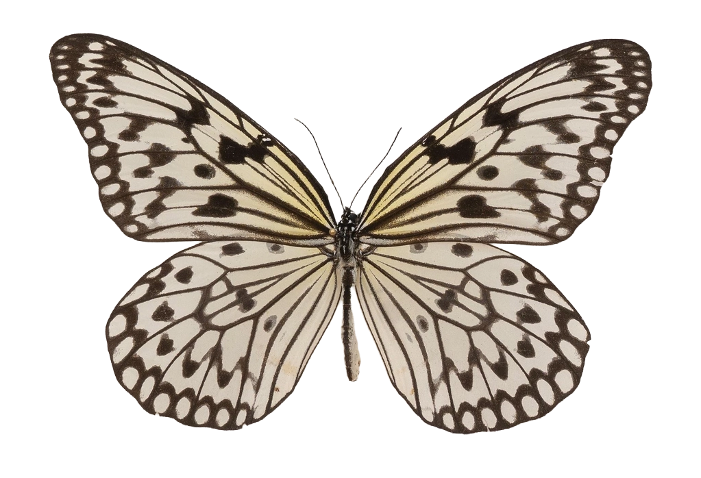 Idea leuconoe princesa — NYMPHALIDAE/Daninae/_TDR5500.jpg