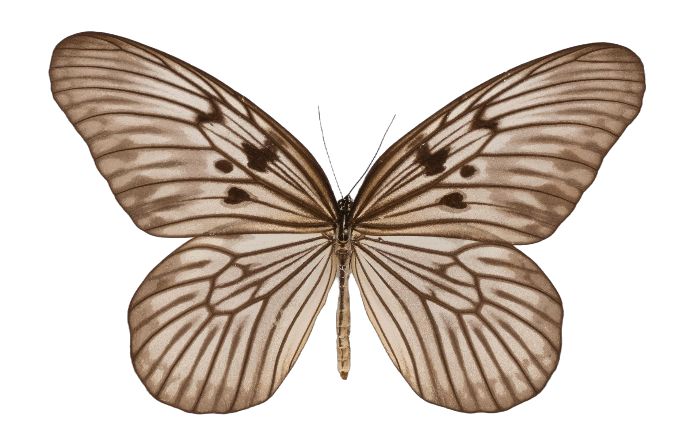 Idea electra electra — NYMPHALIDAE/Daninae/_TDR5501.jpg