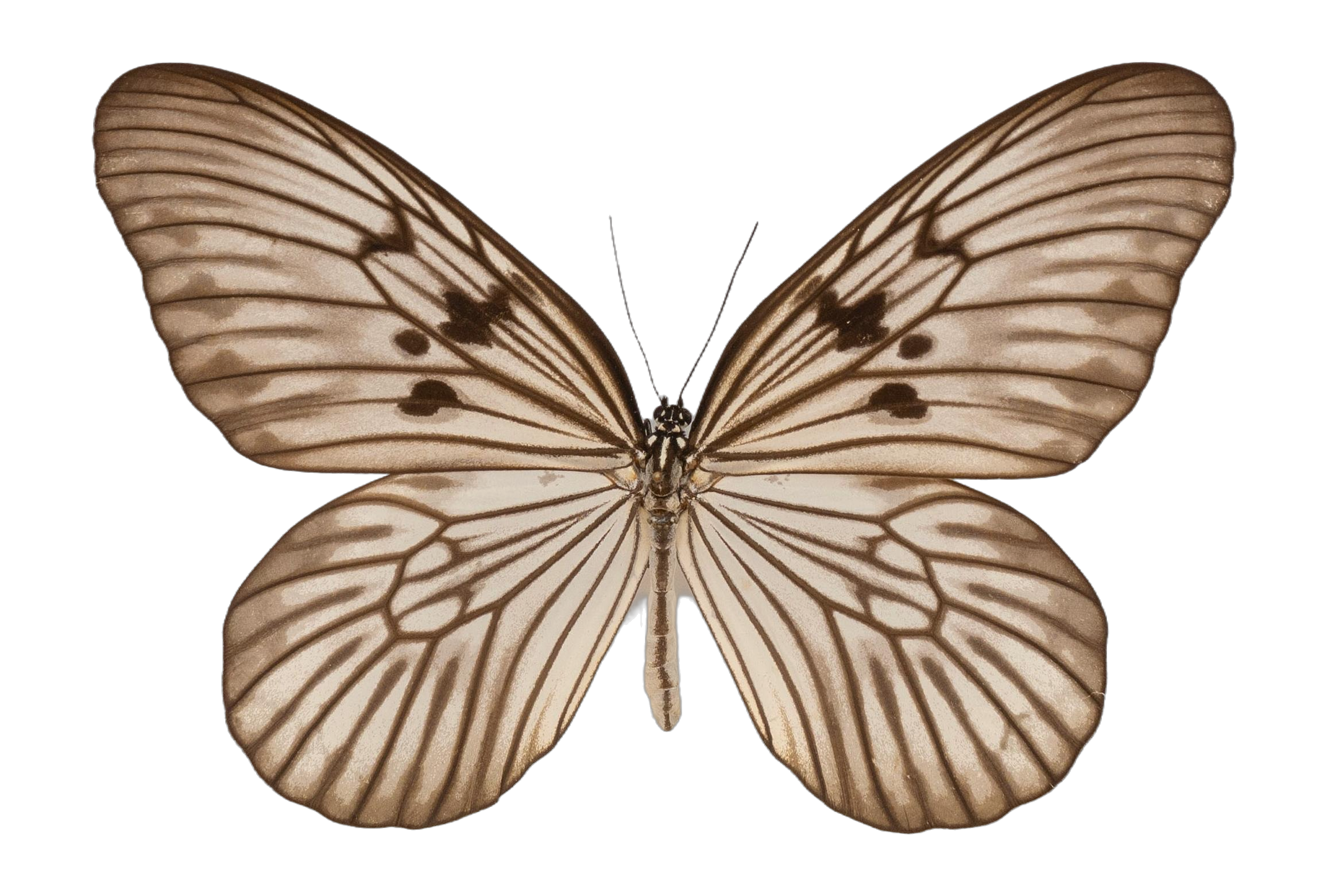 Idea electra electra — NYMPHALIDAE/Daninae/_TDR5501.jpg