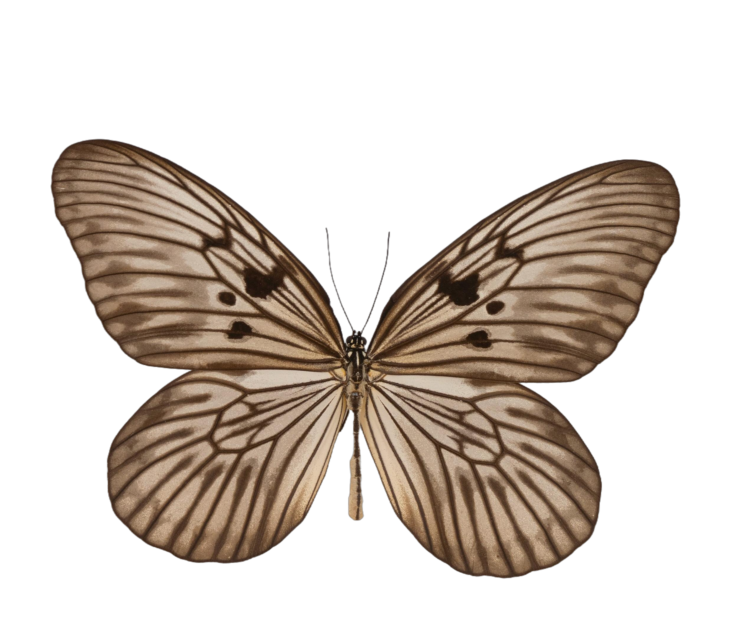Idea electra electra — NYMPHALIDAE/Daninae/_TDR5501.jpg