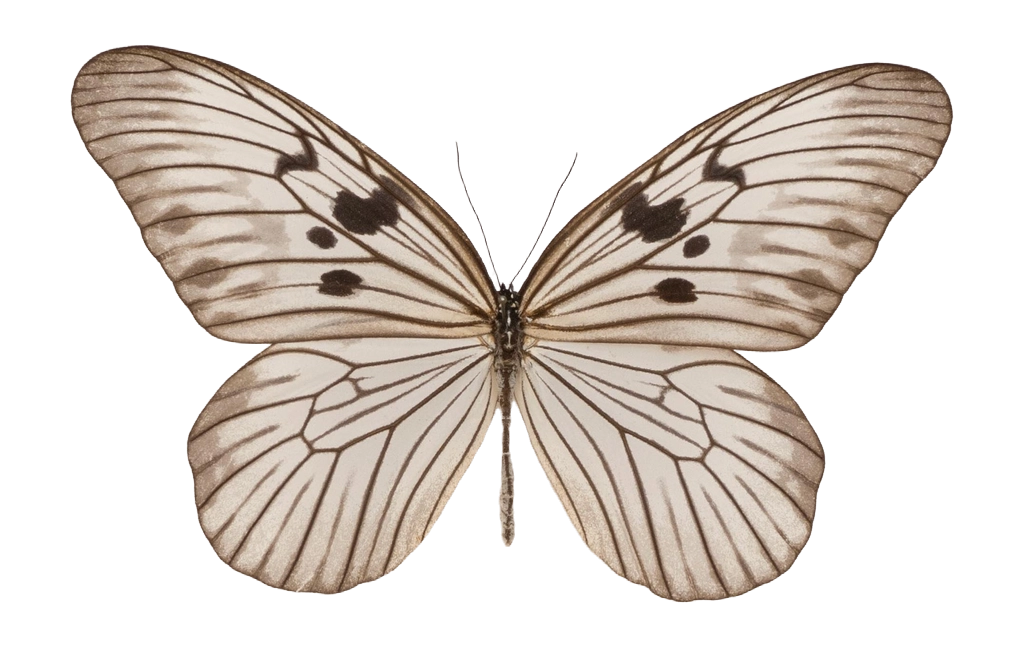 Idea blanchardii blanchardii — NYMPHALIDAE/Daninae/_TDR5501.jpg