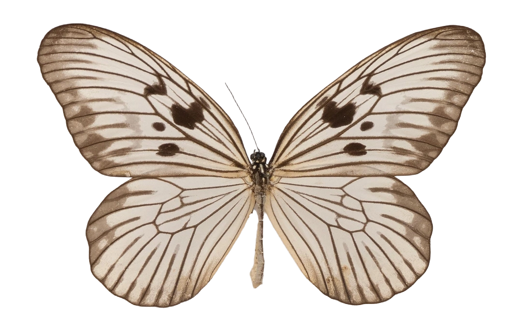 Idea blanchardii blanchardii — NYMPHALIDAE/Daninae/_TDR5501.jpg