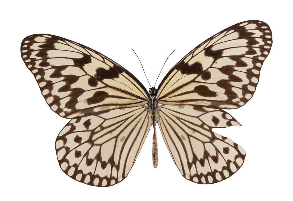 Idea leuconoe liukiuensis — NYMPHALIDAE/Daninae/_TDR5501.jpg