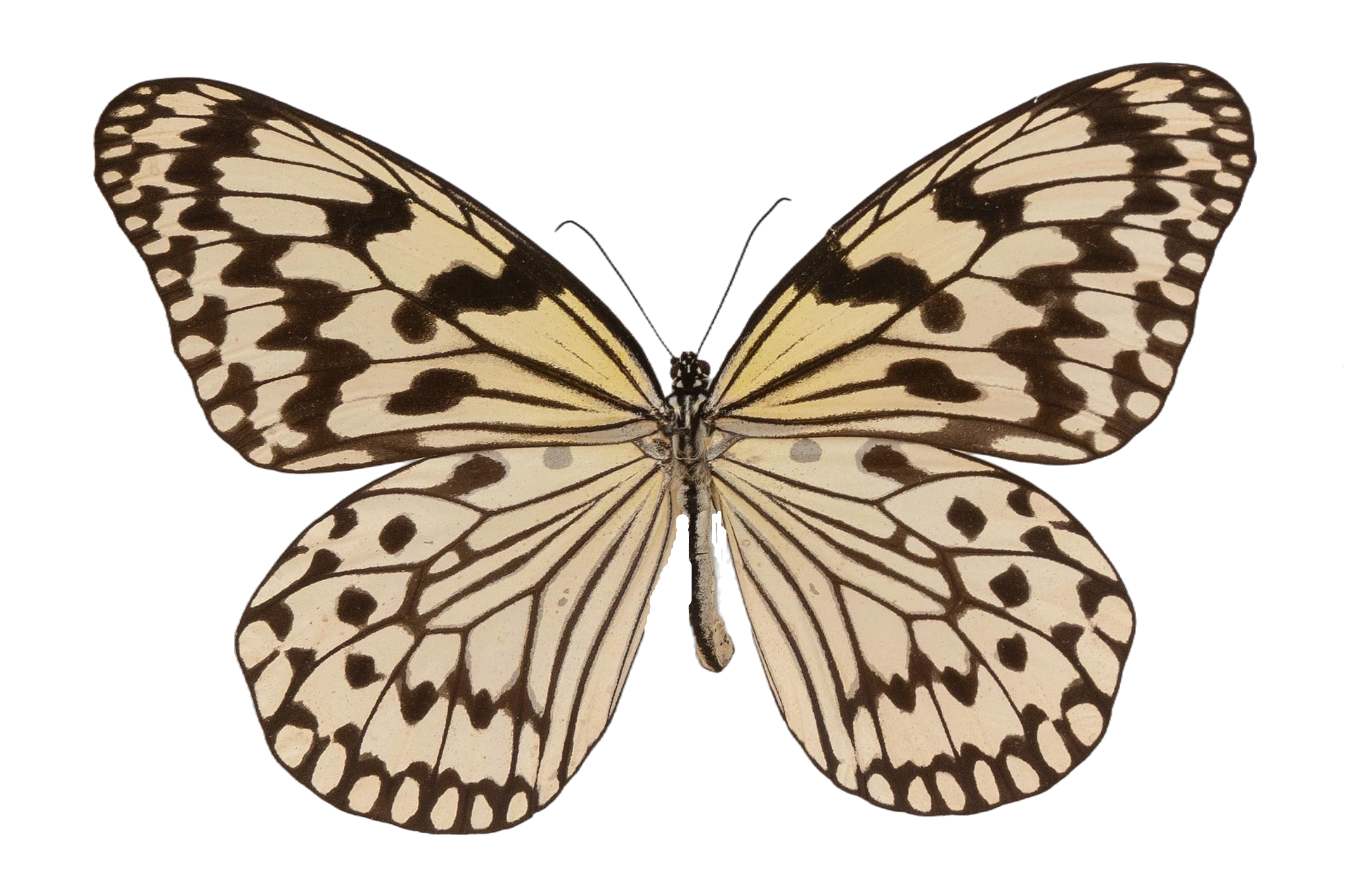 Idea leuconoe liukiuensis — NYMPHALIDAE/Daninae/_TDR5501.jpg