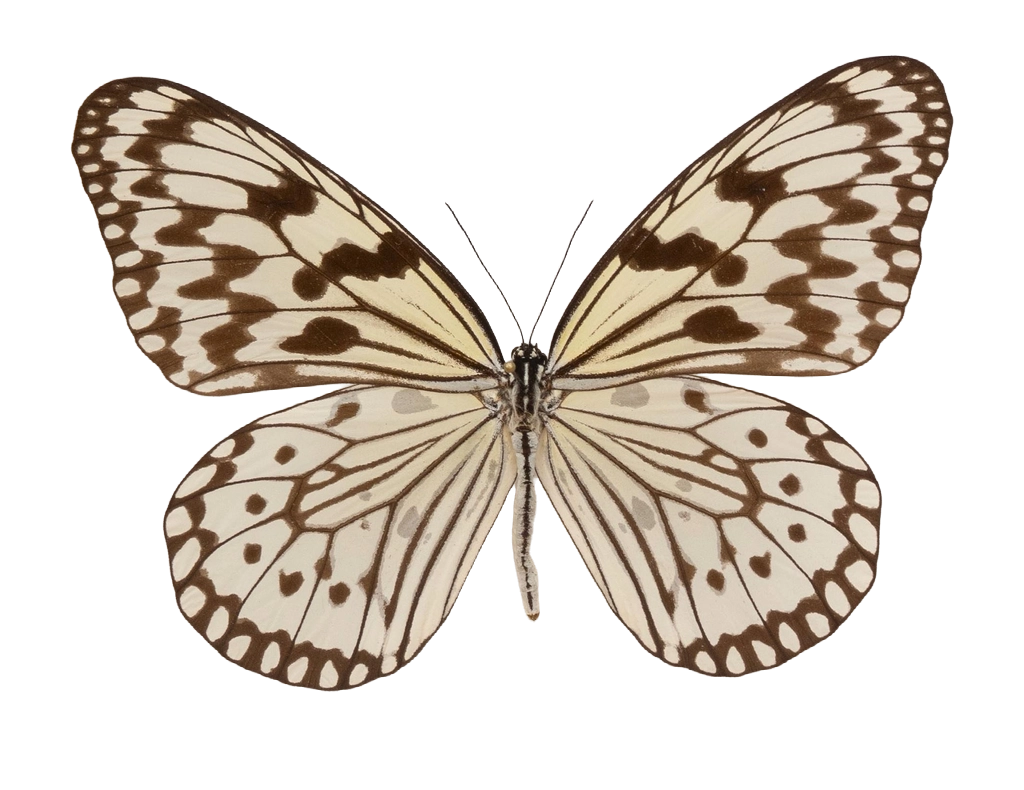Idea leuconoe — NYMPHALIDAE/Daninae/_TDR5501.jpg
