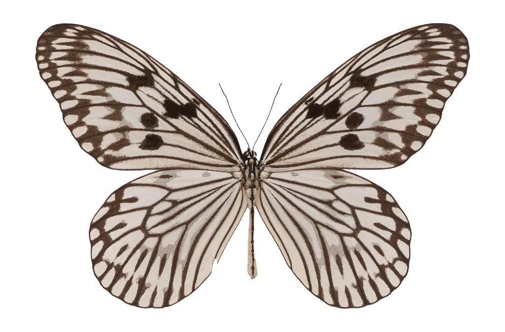 Idea idea — NYMPHALIDAE/Daninae/_TDR5502.jpg