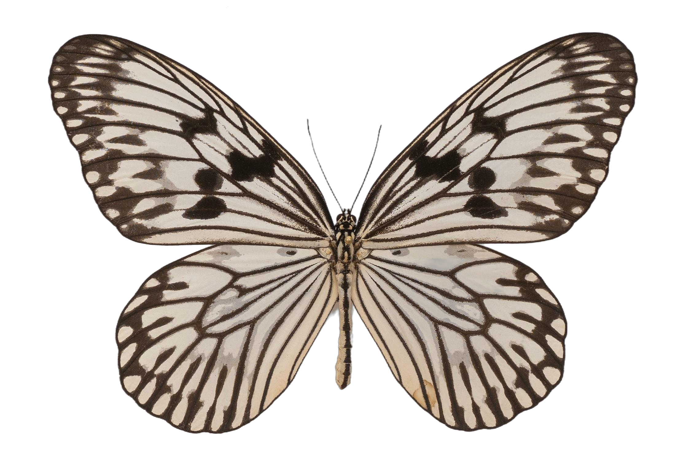 Idea idea — NYMPHALIDAE/Daninae/_TDR5502.jpg