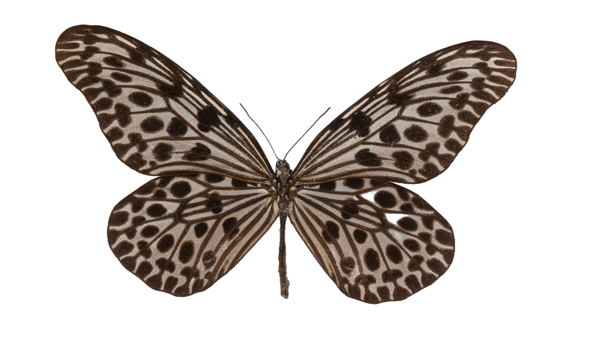 Idea lynceus lynceus — NYMPHALIDAE/Daninae/_TDR5503.jpg