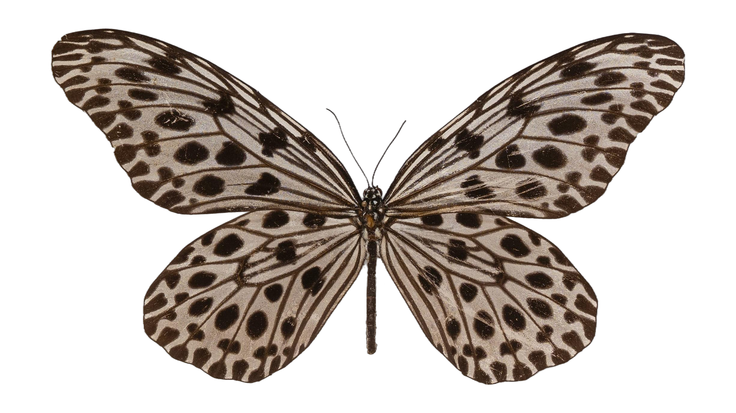 Idea lynceus lynceus — NYMPHALIDAE/Daninae/_TDR5503.jpg