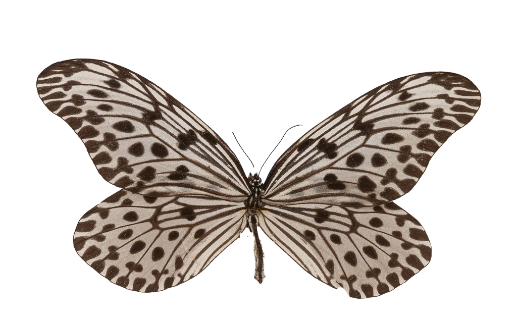 Idea hypermnestra belia — NYMPHALIDAE/Daninae/_TDR5503.jpg