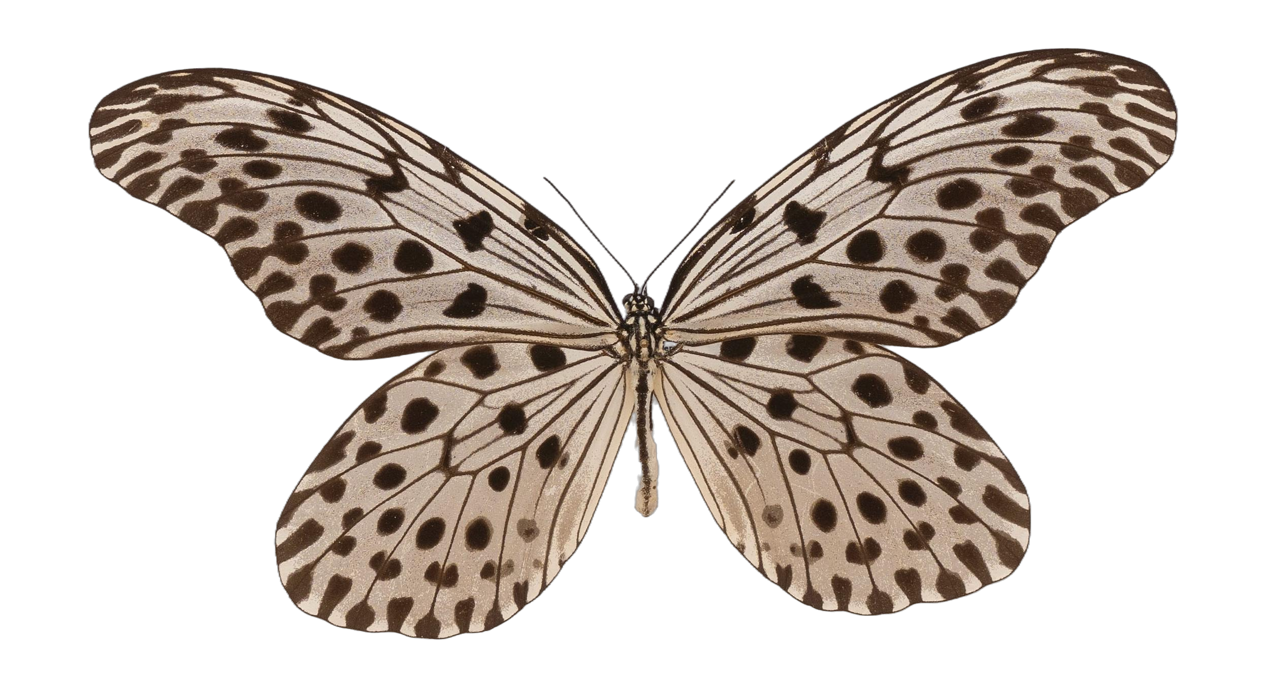 Idea stolli virgo — NYMPHALIDAE/Daninae/_TDR5503.jpg