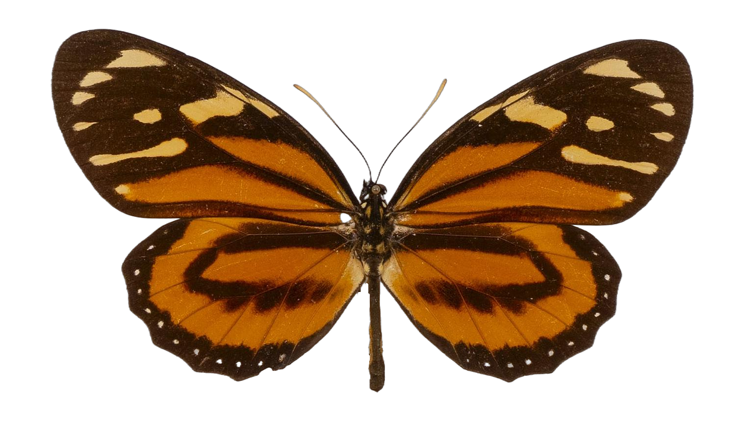 Lycorea halia pales — NYMPHALIDAE/Daninae/_TDR5504.jpg