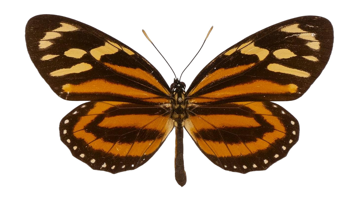 Lycorea halia pales — NYMPHALIDAE/Daninae/_TDR5504.jpg