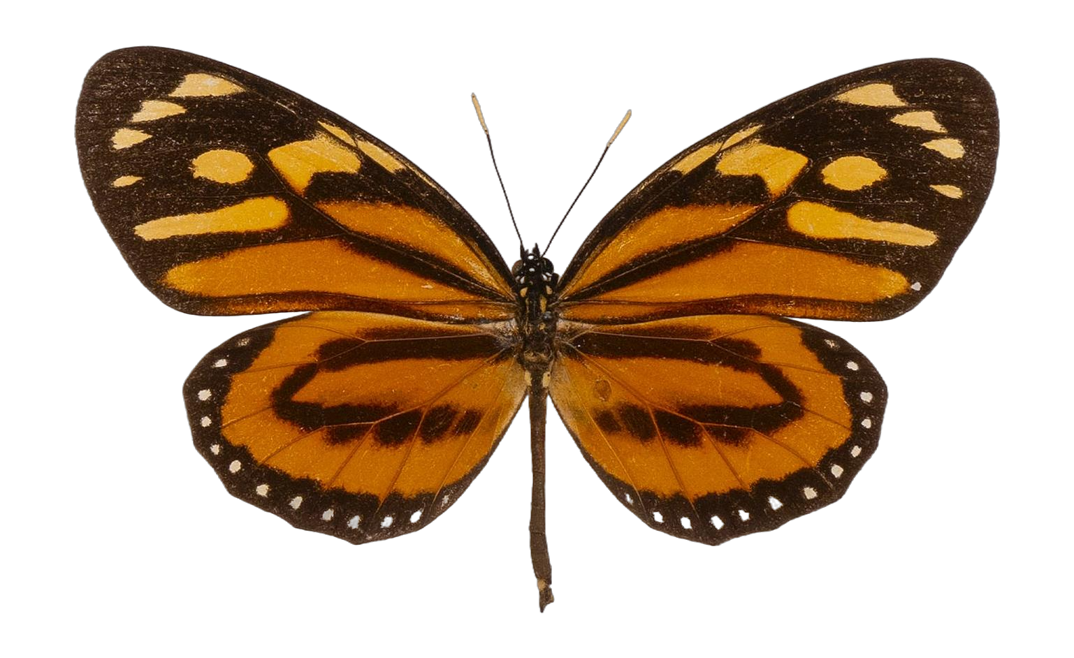 Lycorea halia pales — NYMPHALIDAE/Daninae/_TDR5504.jpg