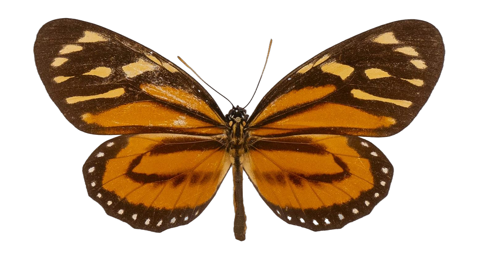 Lycorea halia pales — NYMPHALIDAE/Daninae/_TDR5504.jpg