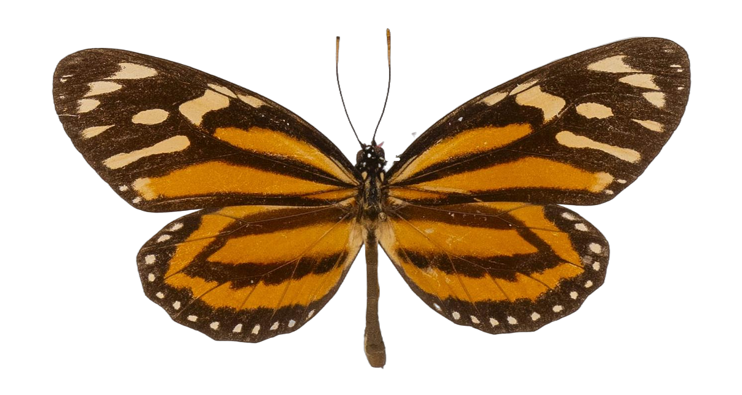 Lycorea halia pales — NYMPHALIDAE/Daninae/_TDR5504.jpg