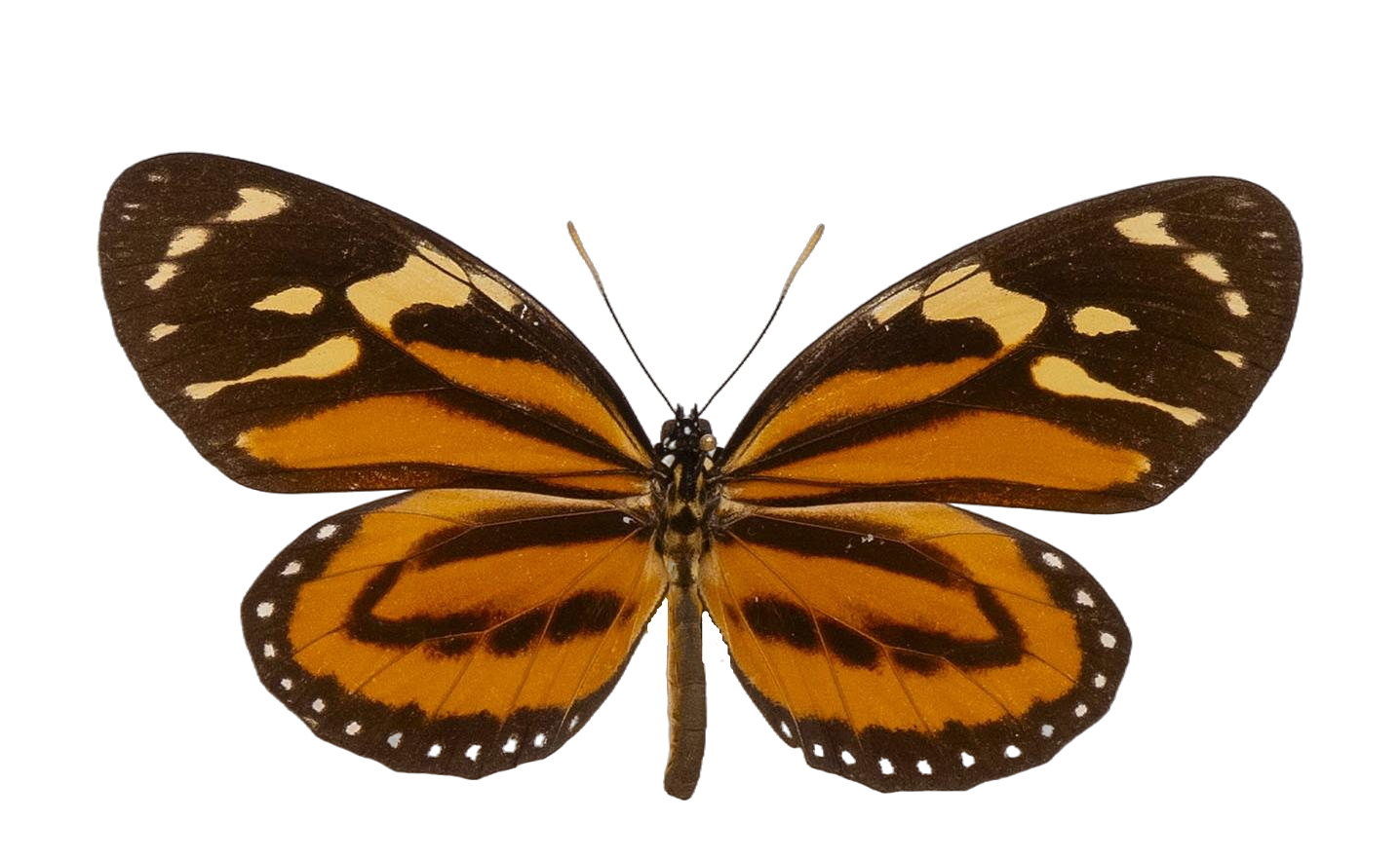 Lycorea halia pales — NYMPHALIDAE/Daninae/_TDR5504.jpg