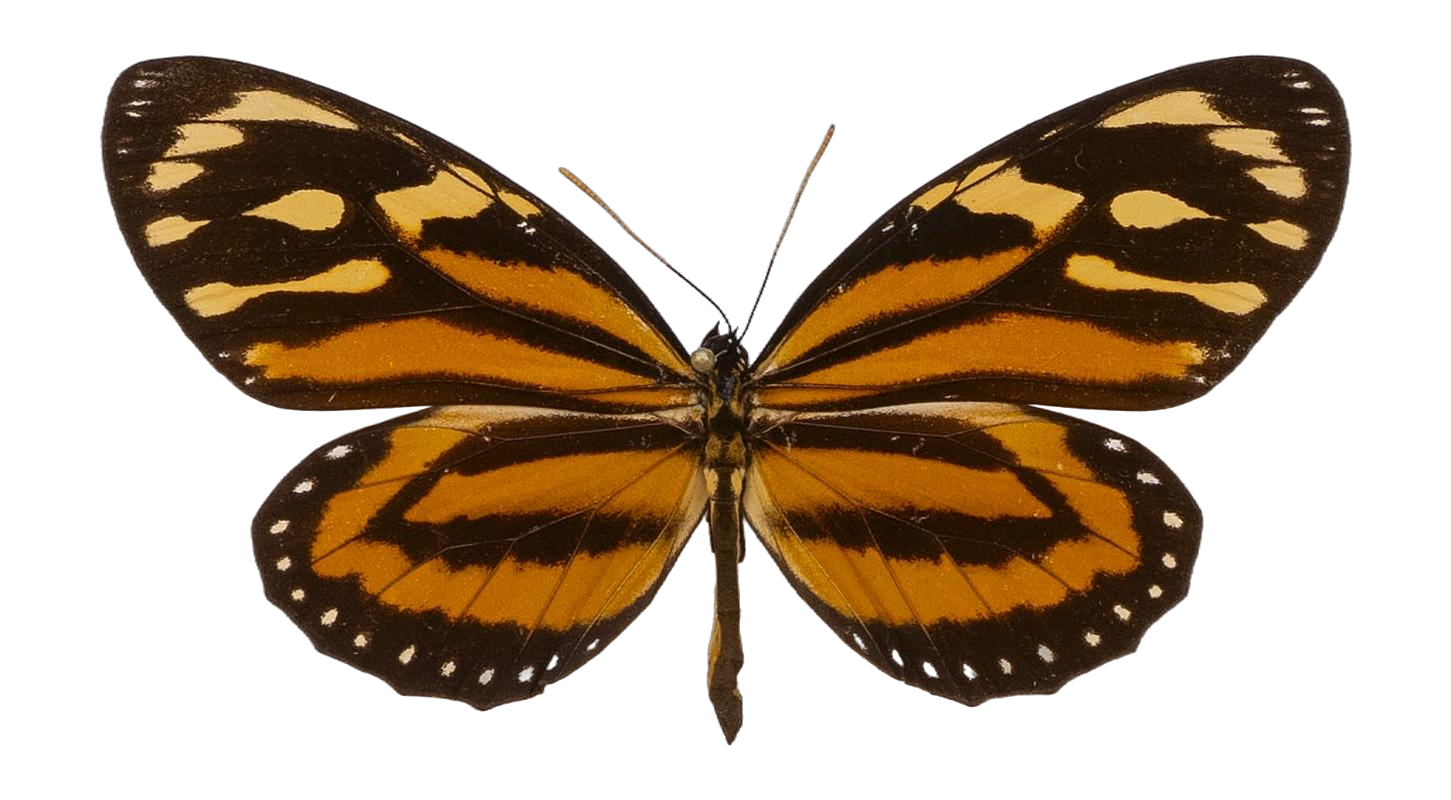 Lycorea halia atargatis — NYMPHALIDAE/Daninae/_TDR5504.jpg