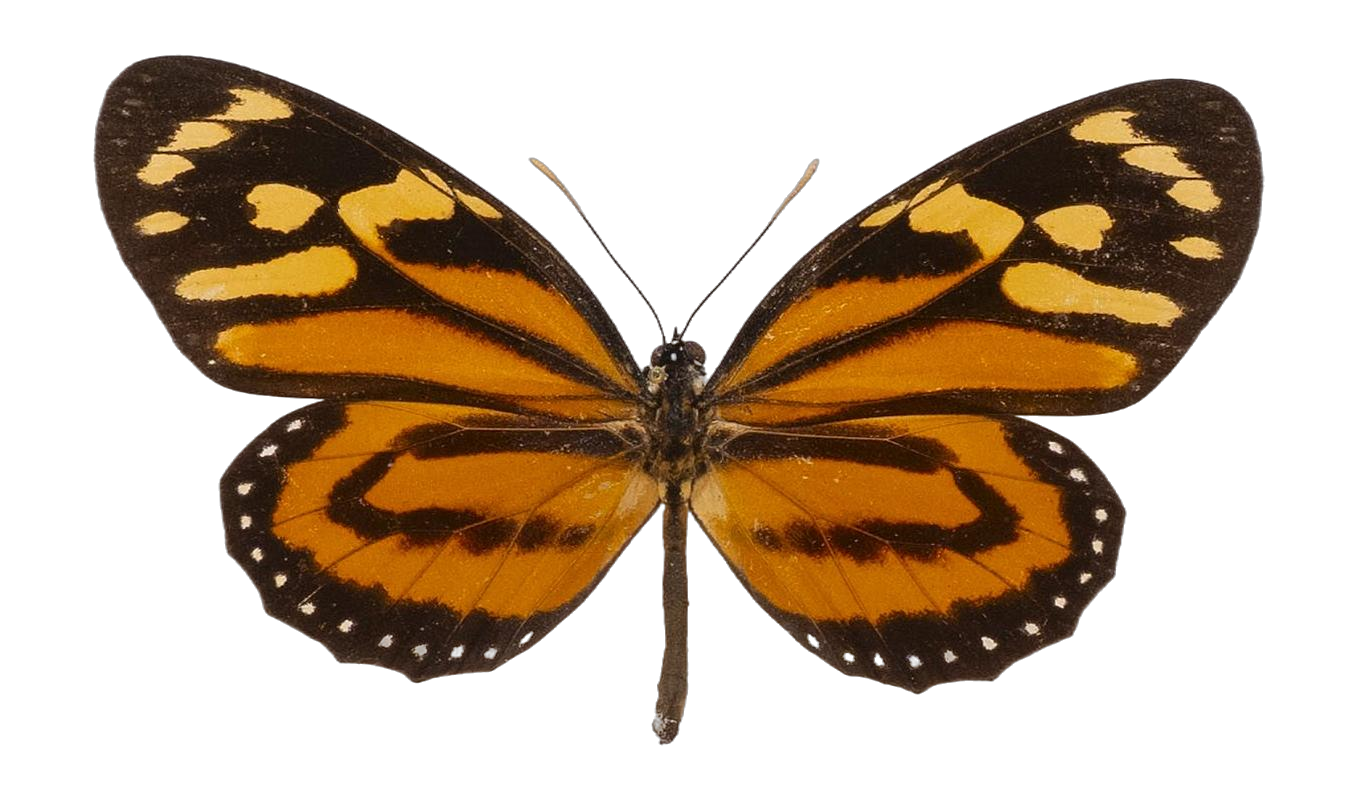 Lycorea halia atargatis — NYMPHALIDAE/Daninae/_TDR5504.jpg