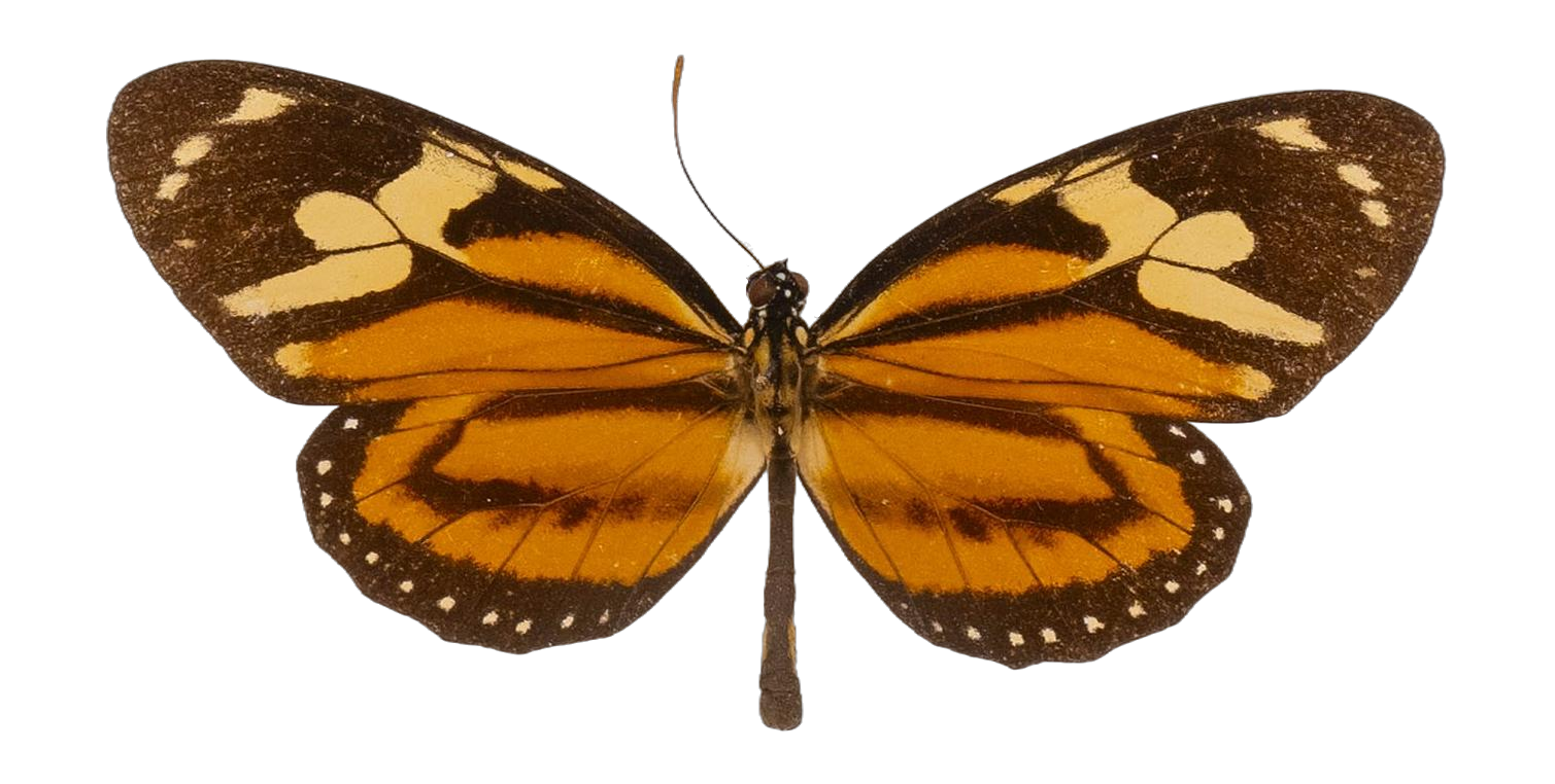 Lycorea halia fasciata — NYMPHALIDAE/Daninae/_TDR5504.jpg