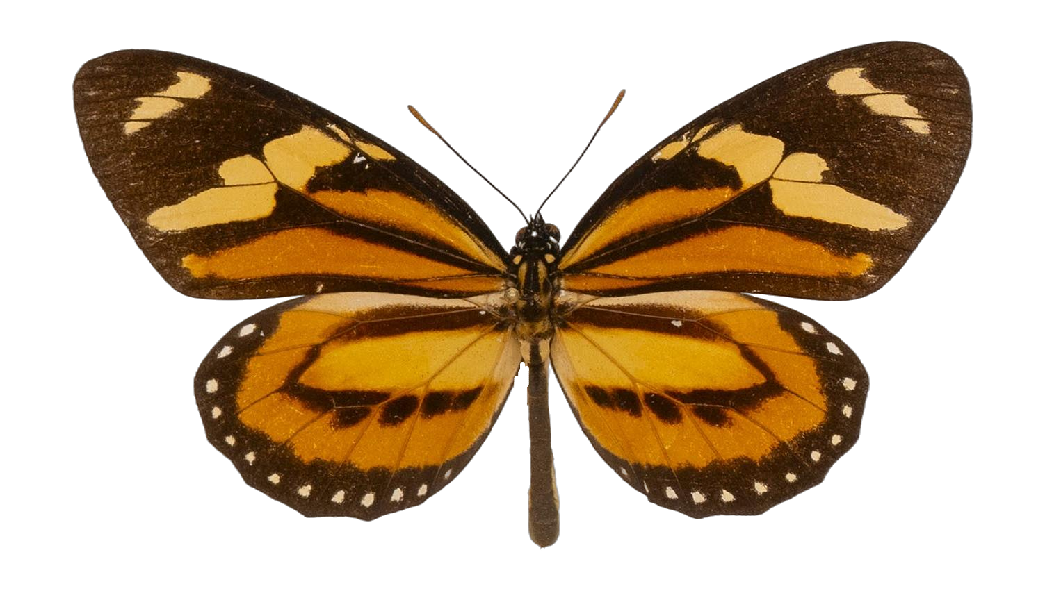 Lycorea halia demeter — NYMPHALIDAE/Daninae/_TDR5504.jpg