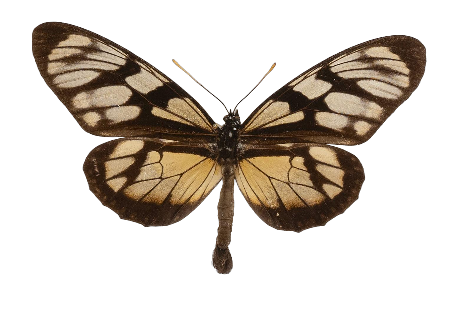 Lycorea ilione phenarete — NYMPHALIDAE/Daninae/_TDR5505.jpg