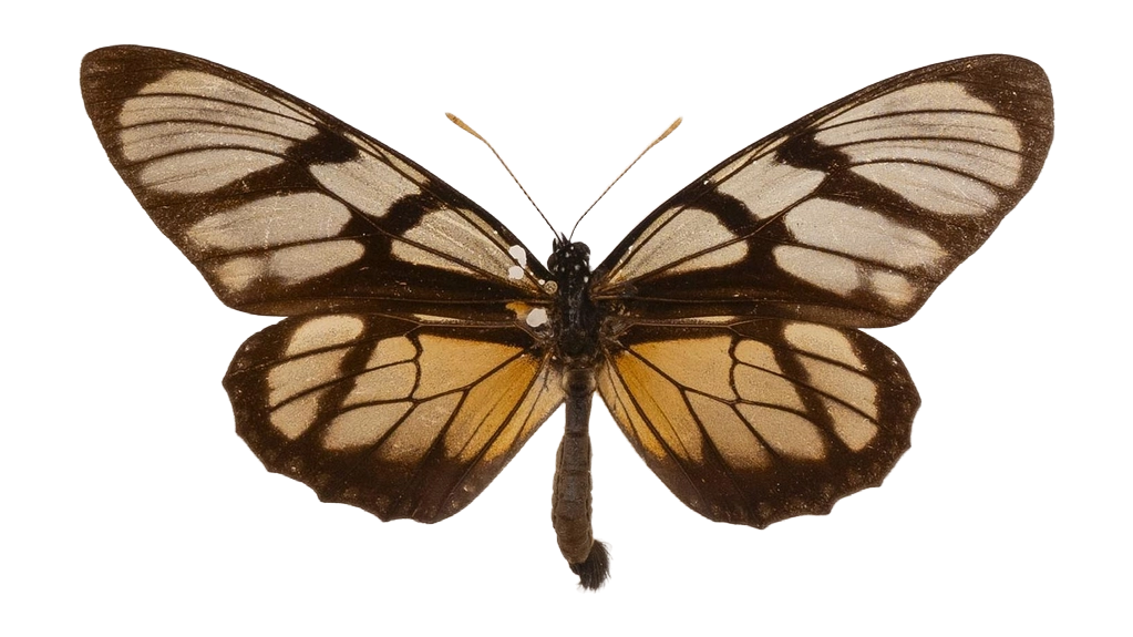 Lycorea ilione phenarete — NYMPHALIDAE/Daninae/_TDR5505.jpg