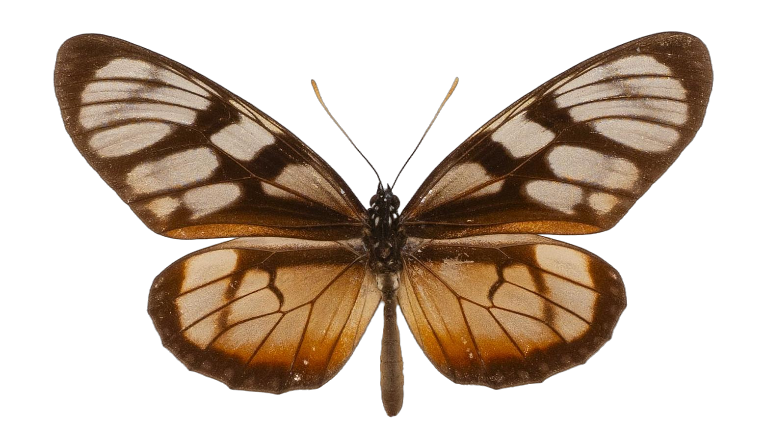 Lycorea ilione phenarete — NYMPHALIDAE/Daninae/_TDR5505.jpg